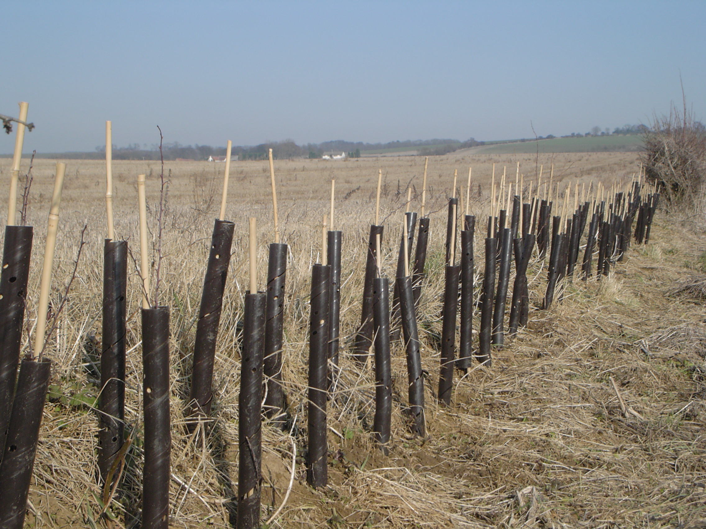 Durable and Stable Spiral tree guards Toms Tree Ties