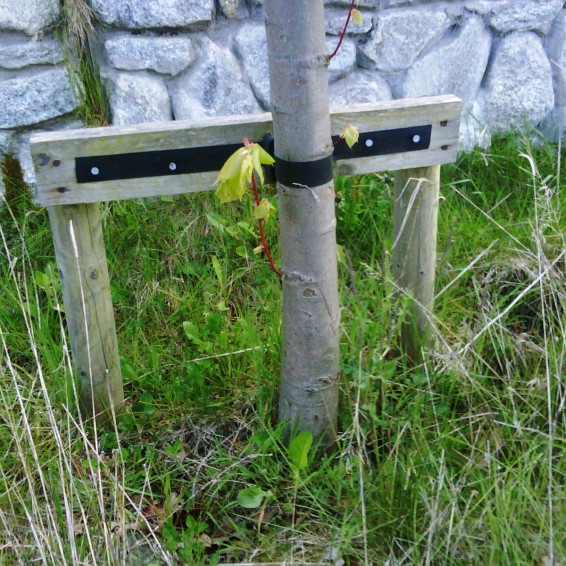 Our Range of Tree Tie & Supports Toms Tree Ties