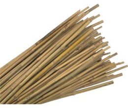Bamboo Canes