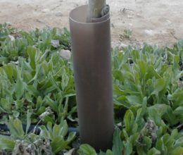 Strimmer Guards