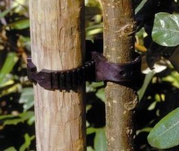 Individual Tree Ties