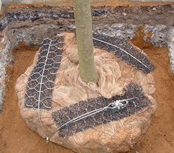 Platipus Tree Anchoring