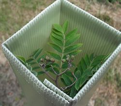 Tree & Shrub Protection