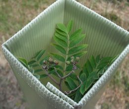 Shrub Shelter